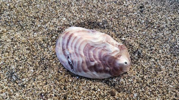 貝殻 貝殻,海岸,海の写真素材