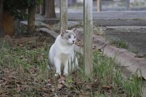 公園ネコ　沖縄県　那覇市の写真