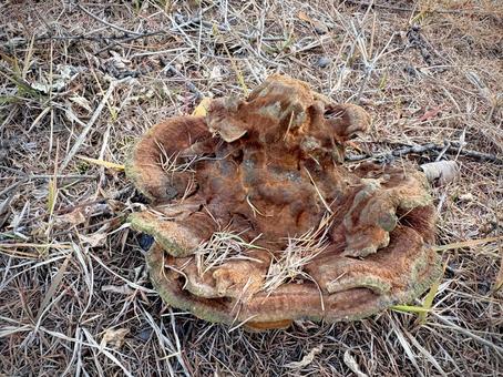 カイメンタケ 01 海綿茸,カイメンタケ,ツガサルノコシカケ科の写真素材