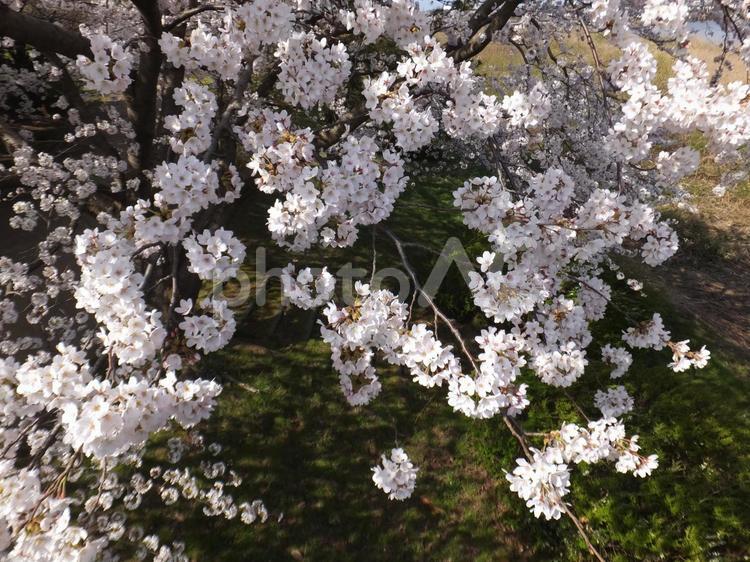 桜　ソメイヨシノ⑬ 桜,サクラ,さくらの写真素材