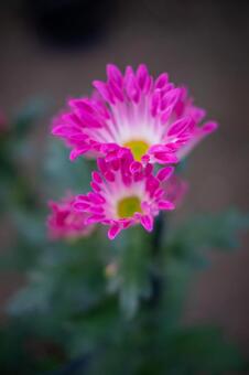 ピンクのスプレーマムの花 スプレーマム,小菊,ピンクの写真素材