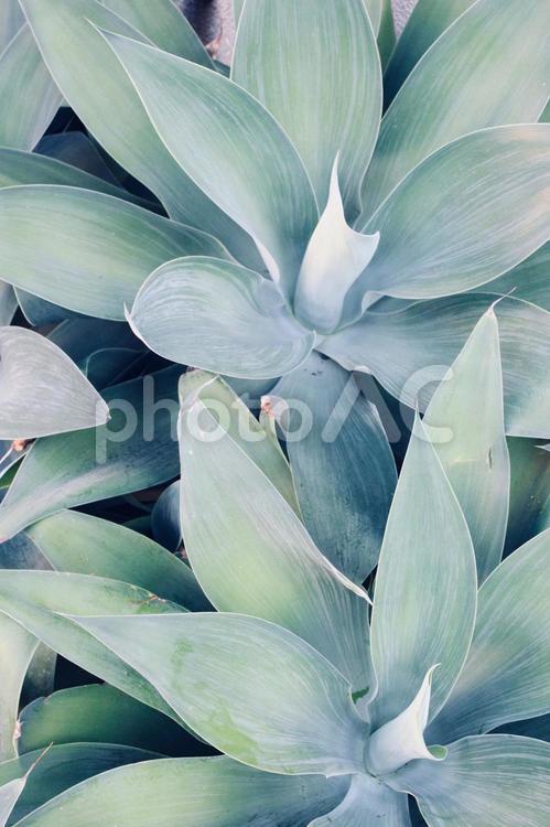 植物　多肉植物　背景 植物,プラント,大きな葉の写真素材