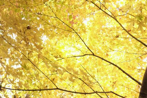 Golden Autumn Wind, JPG