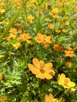Close-up of a yellow cosmos basking in the sun, JPG