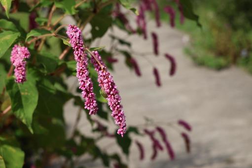赤いオオケタデの花のアップの風景 赤いオオケタデの花のアップの風景の写真
