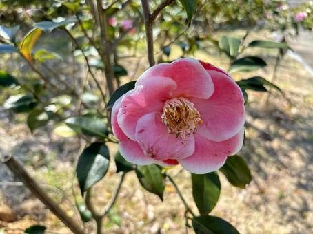 camellia, court, cultivation, outdoors, JPG