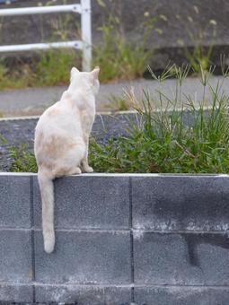 ネコ5 ネコ5の写真