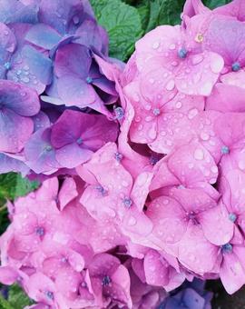 紫陽花 ピンクと紫 紫陽花 ピンクと紫の写真