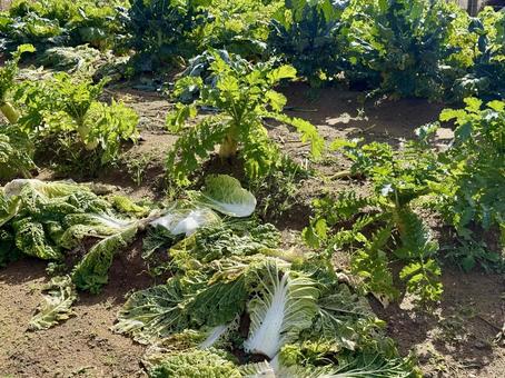 福井県坂井市　冬の畑 畑,農場,竹田水車メロディーパークの写真素材