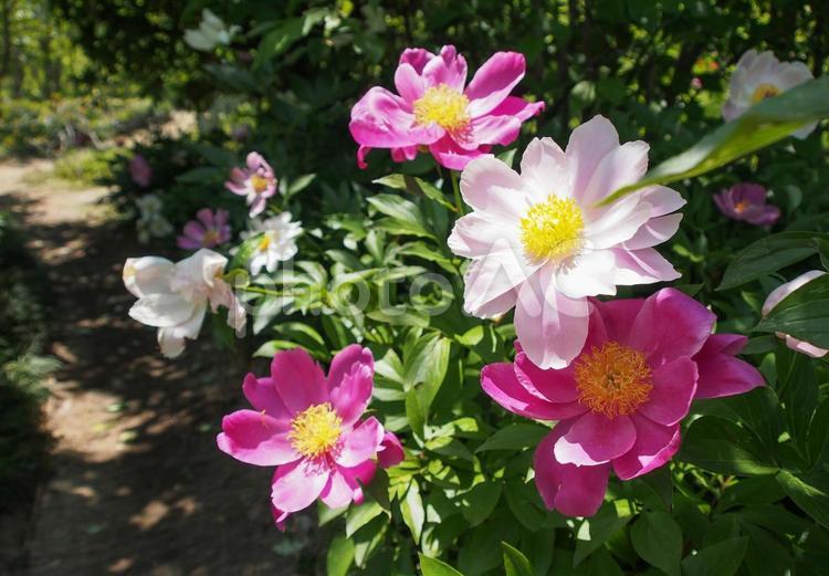見頃を迎えた芍薬の花々 花,フラワー,自然の写真素材