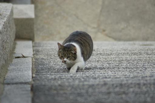 cat, JPG cat, JPG