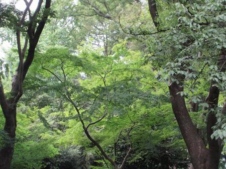 上野公園の樹々 02 上野公園の樹々 02の写真