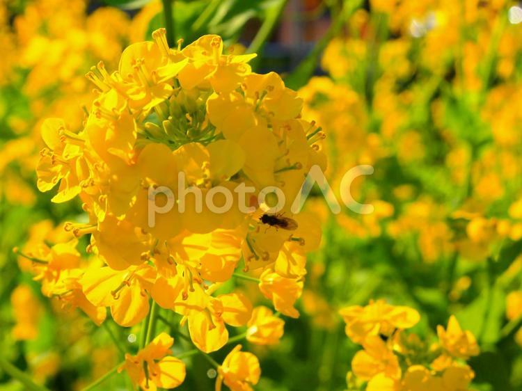 花　菜の花畑（菜の花アップとハチ） 菜の花,春,爛漫の写真素材