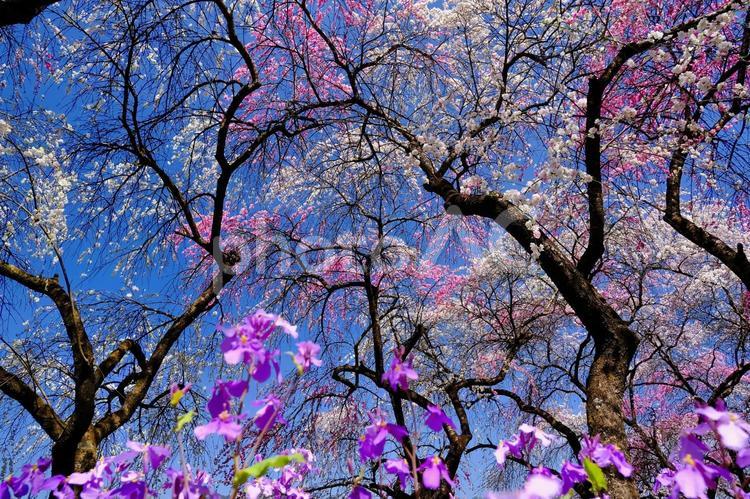 青空と花桃の里 自然,花桃,山の写真素材