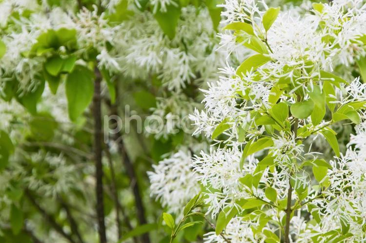 絶滅危惧種「ヒトツバタゴ」 花,初夏,木の写真素材
