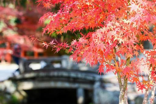 花81 花81の写真