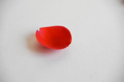 薔薇の花びら 薔薇の花びらの写真