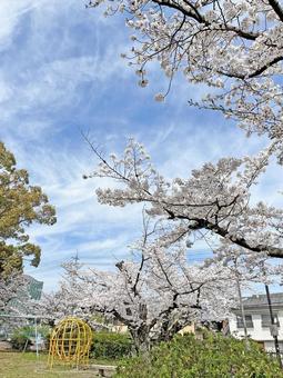 公園の桜 公園の桜 桜,公園,空の写真素材