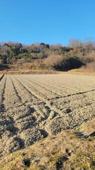 冬のたんぼ 202501 (2) 風景,景色,田んぼの写真素材