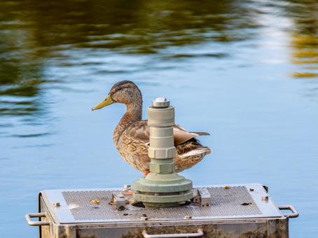 水辺のマガモ 水辺のマガモ マガモ,カモ,鴨の写真素材