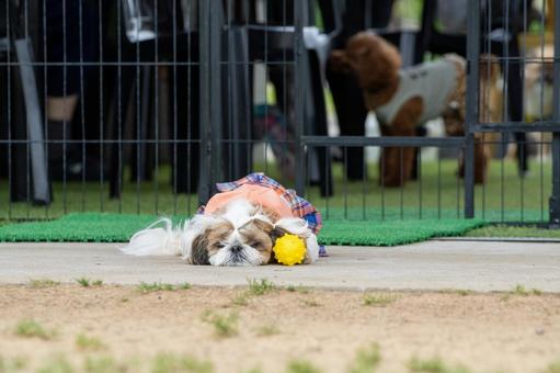 ドッグランで遊ぶシーズー ドッグランで遊ぶシーズーの写真