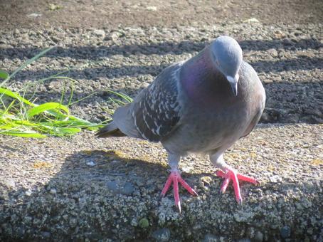 下を覗いているドバト 下を覗いているドバトの写真