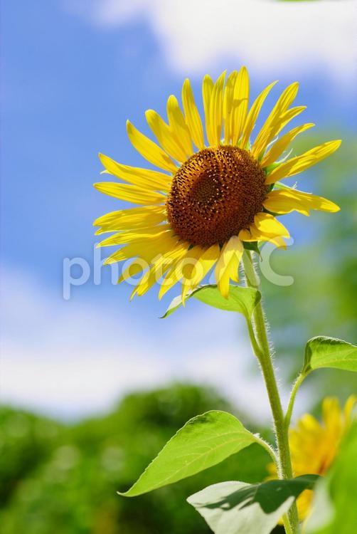 ヒマワリ　夏の花　青空　黄色の花 ヒマワリ,夏の花,夏の写真素材