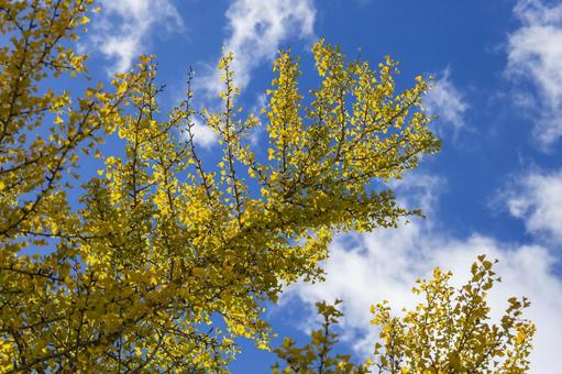 運動公園のイチョウ1（豊橋市） イチョウ,並木道,岩田運動公園の写真素材