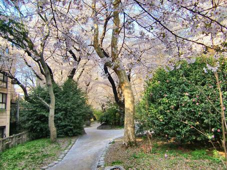 桜の遊歩道-4 桜,木,幹の写真素材
