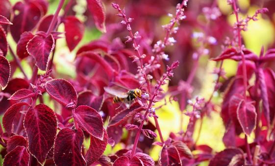 スズメバチとコリウス（シソ科） スズメバチ,コリウス,シソの写真素材