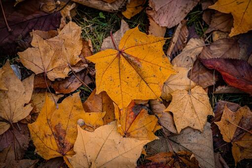 秋の落葉 北海道,北,札幌市の写真素材