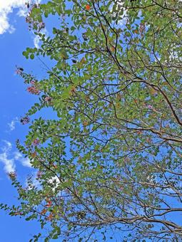 青空と枝葉 青空と枝葉 青空,枝葉,木の写真素材