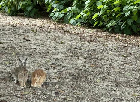 たたずむうさぎ たたずむうさぎ うさぎ,ペア,動物の写真素材