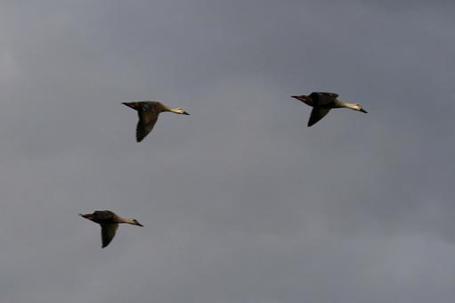 Photo, duck, bird, sky, 