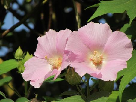 芙蓉c 芙蓉c 芙蓉,フヨウ,ピンクの花の写真素材