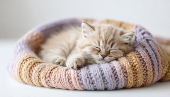 昼寝する子猫 昼寝する子猫の写真