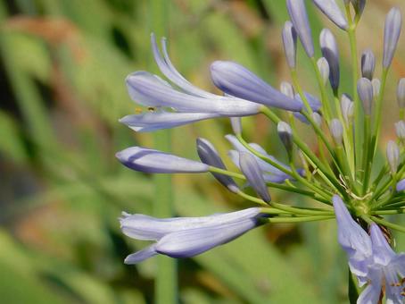 Photo, agapanthus, purple clam, blue, 
