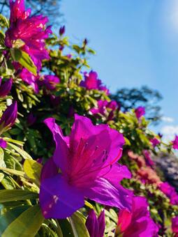 花 花,華,自然の写真素材