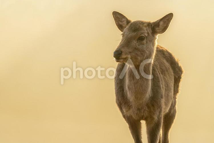奈良県【奈良公園の鹿】 奈良,生き物,鹿の写真素材