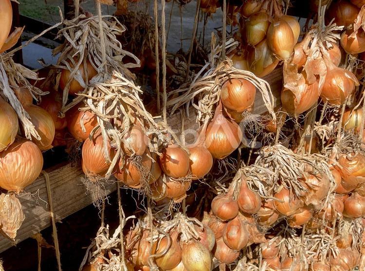 野菜・タマネギ タマネギ,玉ねぎ,玉葱の写真素材