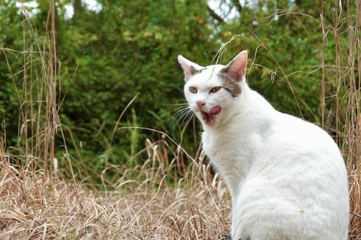 舌を出すシロキジ猫 舌を出すシロキジ猫 ネコ,保護猫,ニャンコの写真素材