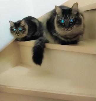 光る猫の目 光る猫の目 階段,猫,ねこの写真素材