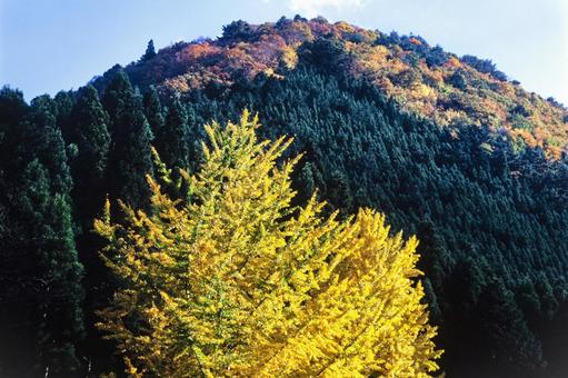 山間の紅葉1 山間の紅葉1の写真