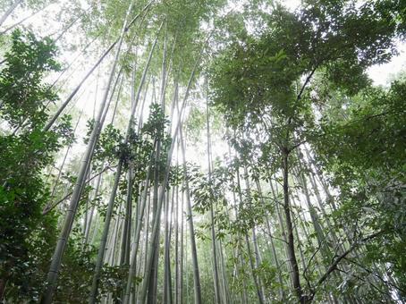 竹林の背景 竹林の背景 壁紙,背景,竹の写真素材