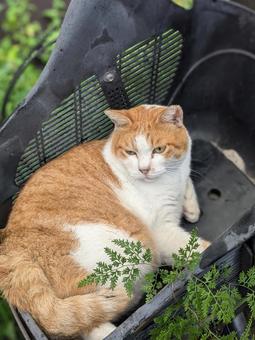 地域猫 ねこ,目が合う,動物の写真素材