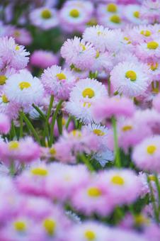 花畑 花畑 花,植物,素材の写真素材