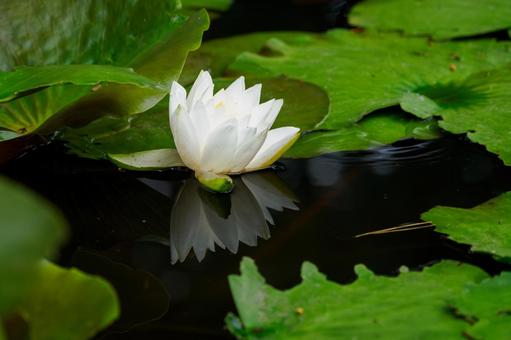 Photo, early summer, flower, water lily, 