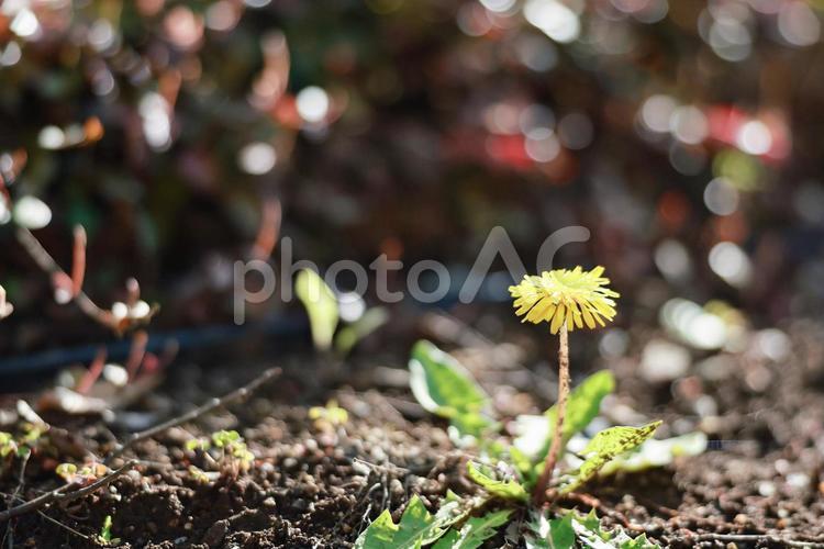 陽の光があたるタンポポの花 タンポポ,春,花の写真素材
