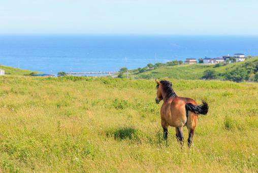 Photo, the horse of kiritappu, horse, kiritappu, 