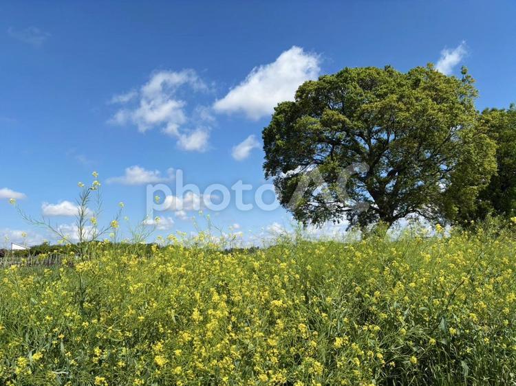 青空と草原に咲く春の菜の花1 菜の花,花畑,春の写真素材